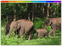 Elephant at Kane Wildlife Sanctuary Arunachal Pradesh