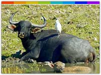 Asian Water Buffalo in Manas National Park Assam
