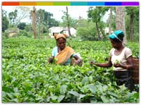 Tea Garden Assam