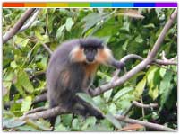 Capped Langur In Nameri National Park Assam