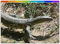 Moniter Lizard in Dampa Wildlife Sancturary, Mizoram