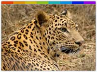 Fakim Wildlife Sanctuary Nagaland