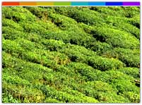 Darjeeling Tour Package