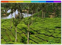 Temi Tea Garden, Sikkim