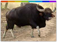 Bison at Gumti Wildlife Sanctuary, Tripura