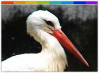 Median Egret, Rowa Wildlife Sanctuary, Tripura